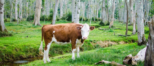 Las 110 mejores frases sobre Veganismo