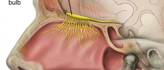 Bulbo olfatorio: definición, partes y funciones