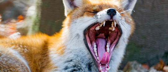 ¿Por qué bostezamos y qué función tienen los bostezos?