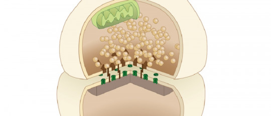 Receptores adrenérgicos