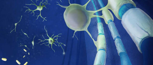 Mielina: definición, funciones y características