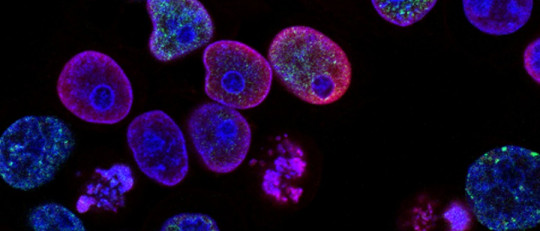 Partes de la célula