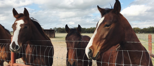 Terapia con caballos: un recurso terapéutico alternativo