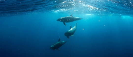 La Terapia Asistida por Delfines: ondas acústicas que curan