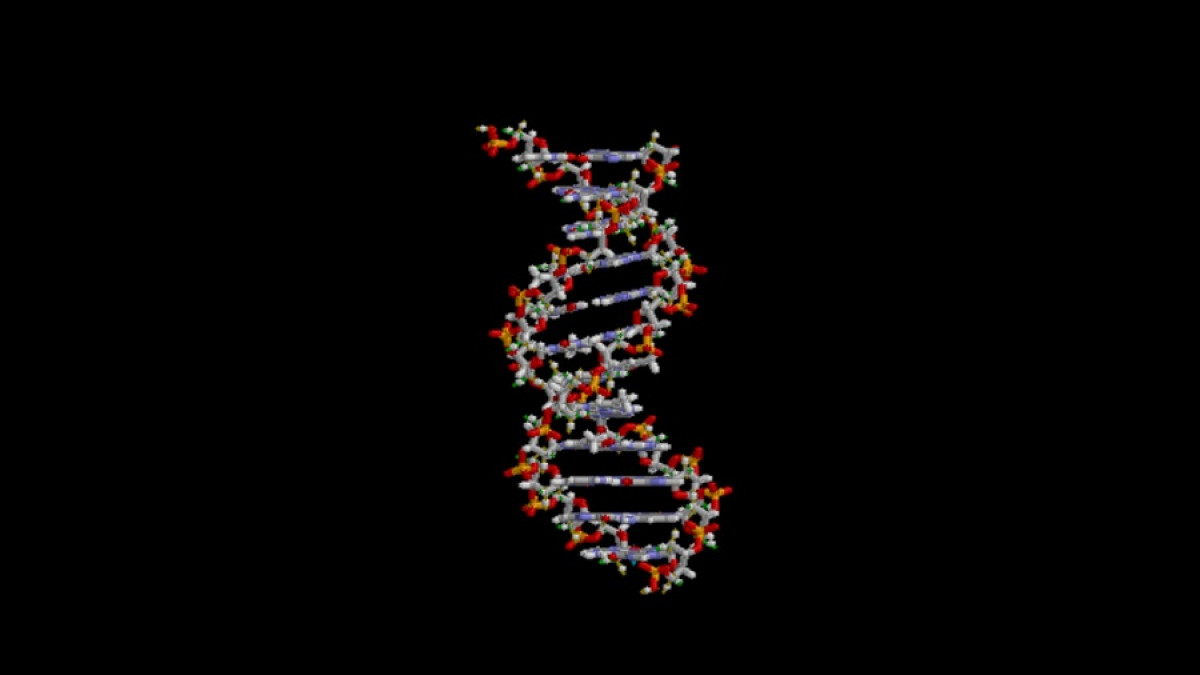 Traducción del ADN: qué es y cuáles son sus fases