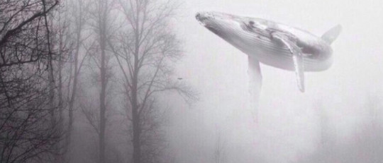 Un macabro juego ruso, "Ballena azul", ha llevado al suicidio a 130 jóvenes