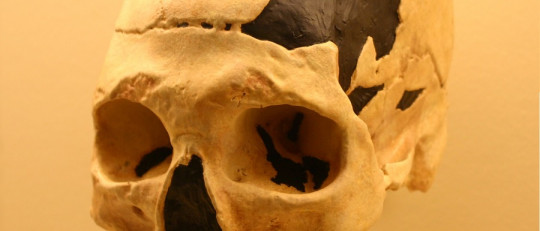 Origen del Homo sapiens