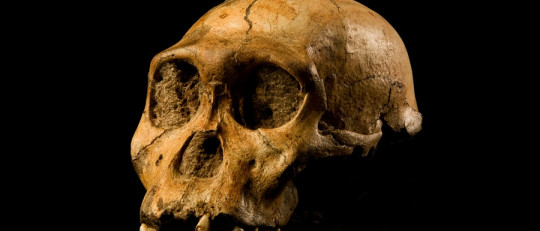 Filogenia y ontogenia