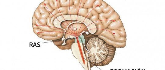 Formación reticular: características, funciones y enfermedades asociadas
