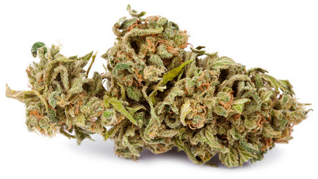 Los 4 tipos de marihuana: el cannabis y sus características
