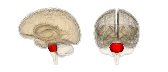 Puente de Varolio: estructuras, características y funciones
