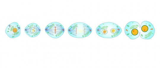Diferencias entre la mitosis y la meiosis