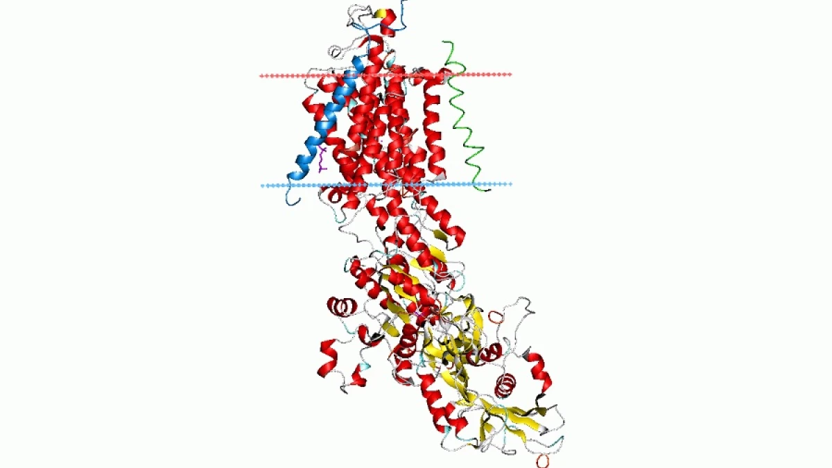 Bomba sodio-potasio: qué es y cuáles son sus funciones en la célula, image size:1200x675