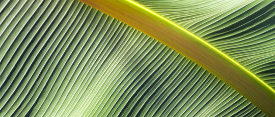 Las 18 mejores plantas de interior según la Psicología Ambiental