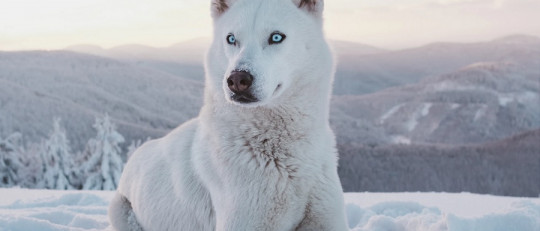 Cómo se produjo la domesticación del perro en la prehistoria