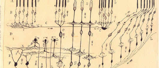 Ramón y Cajal explicó cómo funciona el cerebro con estos dibujos