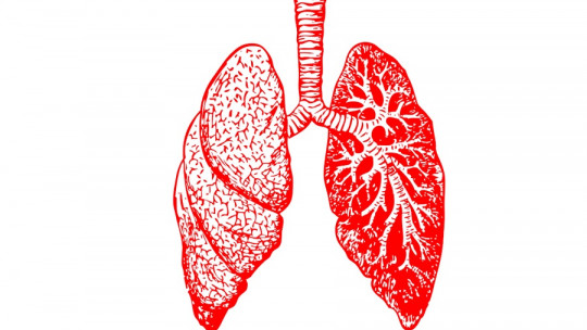 Partes del pulmón