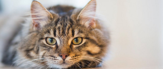 Así es la visión (nocturna y diurna) de los gatos