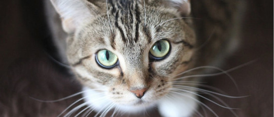 Los gatos aman a los humanos más de lo que solíamos pensar