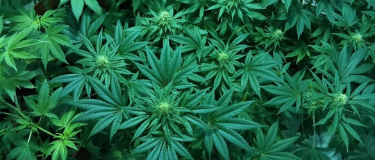 Marihuana: la ciencia revela sus efectos en el cerebro a largo plazo