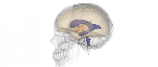 Ventrículos cerebrales: anatomía, características y funciones