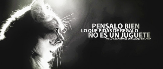 Perfil psicológico del maltratador de animales, en 7 rasgos