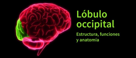 Lóbulo occipital: anatomía, características y funciones