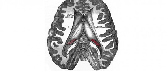 Diencéfalo: estructura y funciones de esta región cerebral