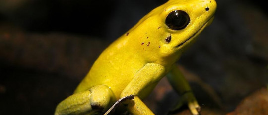 Los 15 animales más venenosos del mundo