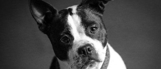 Fobia a los perros (cinofobia): causas, síntomas y tratamiento