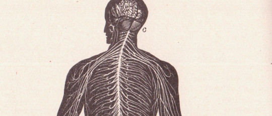 Nociceptores (receptores del dolor): definición y tipos