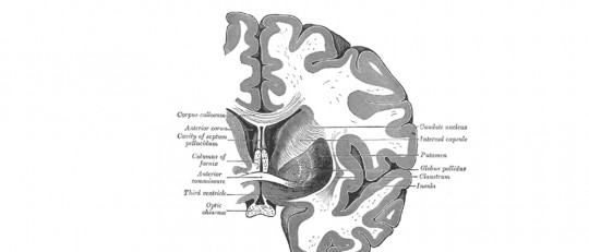 Globo pálido: estructura, funciones y trastornos asociados