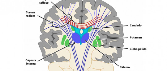 Putamen: estructura, funciones y trastornos relacionados