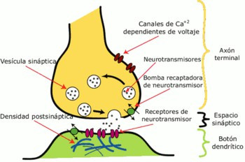 Sinapsis neuronal