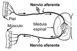 Neurona aferente eferente