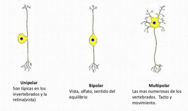 Neuronas unipolares y multipolares