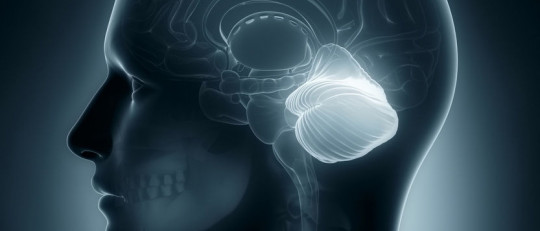 Enfermedades del cerebelo: características y síntomas