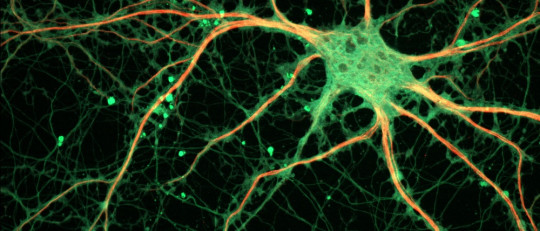 Sinaptogénesis: ¿cómo se crean conexiones entre neuronas?