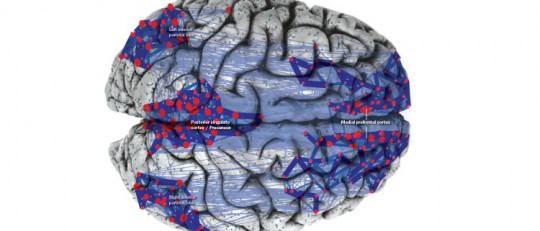 La red neuronal por defecto (RND) ¿qué pasa en nuestro cerebro cuando soñamos despiertos?