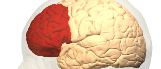 Corteza prefrontal: funciones y trastornos asociados