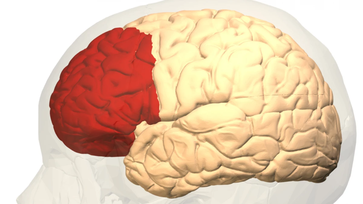 diagrama de la corteza prefrontal