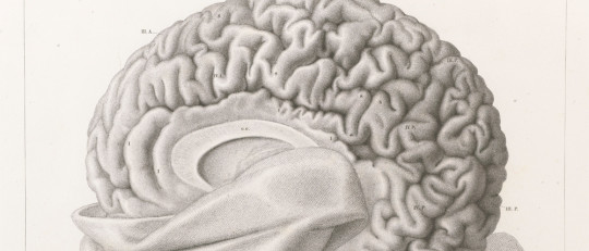 Las 12 enfermedades del cerebro más importantes