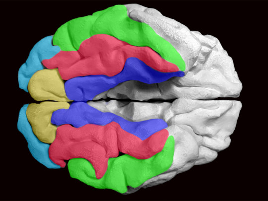 Subtálamo partes, funciones y trastonos asociados