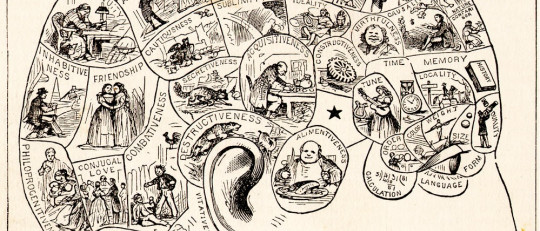 Frenología: midiendo el cráneo para estudiar la mente