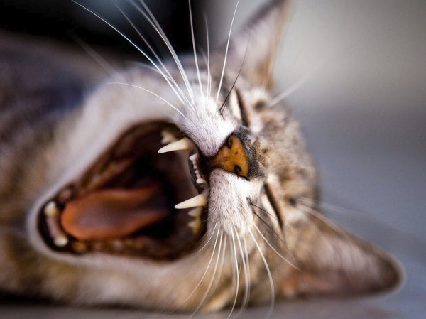 a los gatos (ailurofobia): causas, síntomas y