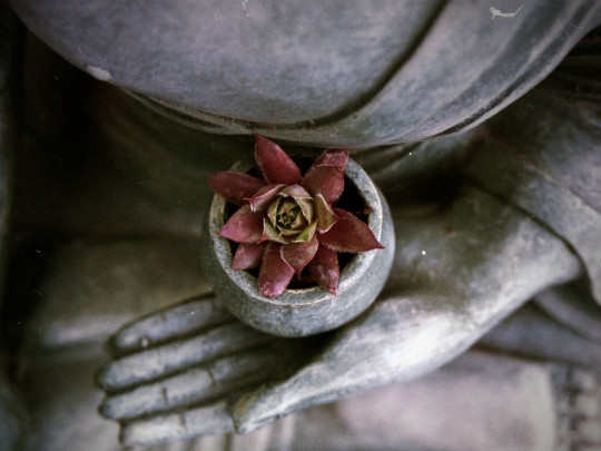 La Terapia Bioenergética de Alexander Lowen