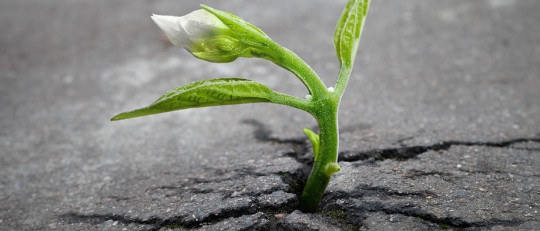 Coaching apreciativo: el poder de la imagen