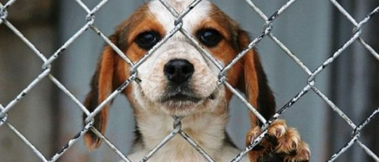 El maltrato animal en menores: ¿cosas de niños?