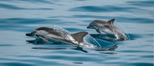 Convergencia evolutiva