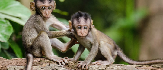 ¿Qué es la Etología y cuál es su objeto de estudio?